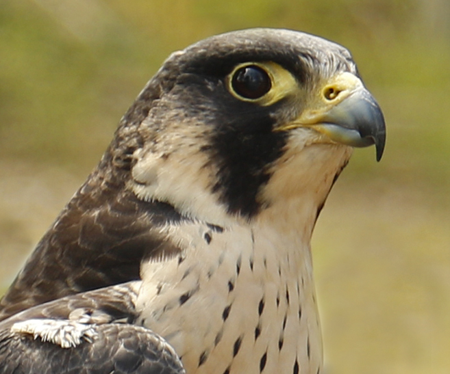 Athena, Horizon Wings' Peregrine Falcon