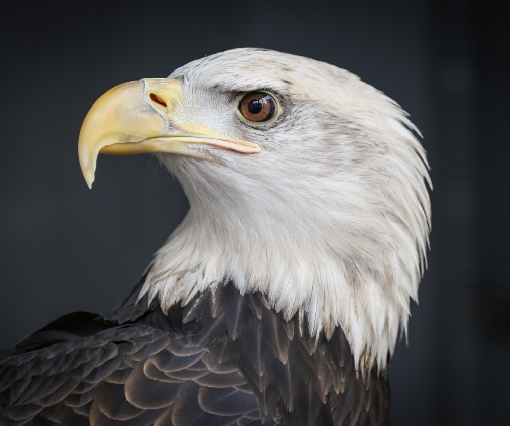 Atka, Horizon Wings' Bald Eagle