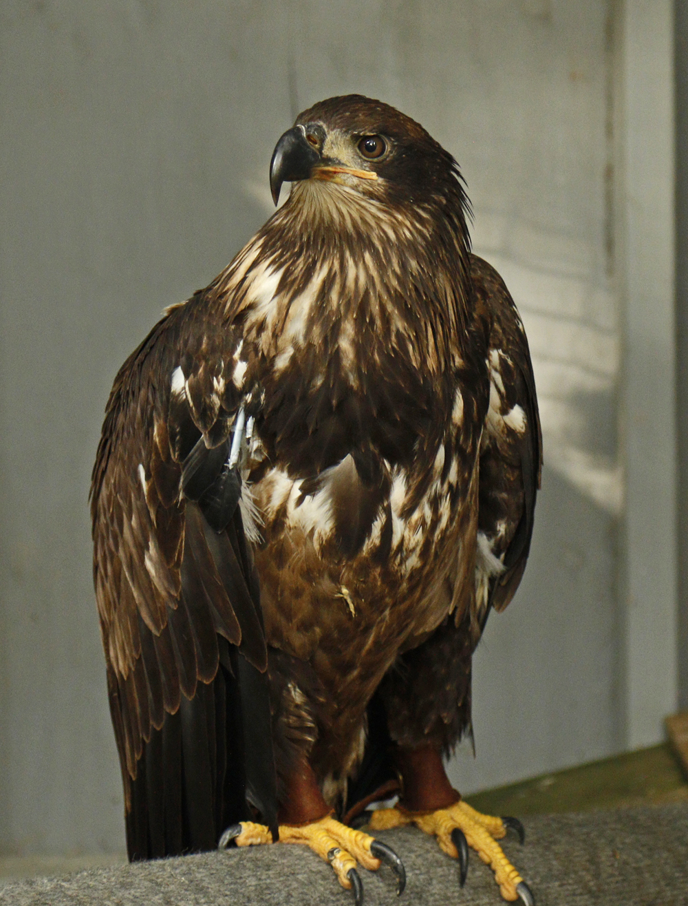 Bald Eagle, Horizon Wings