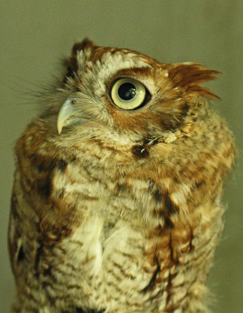 Oakley, Horizon Wings' Red Screech Owl