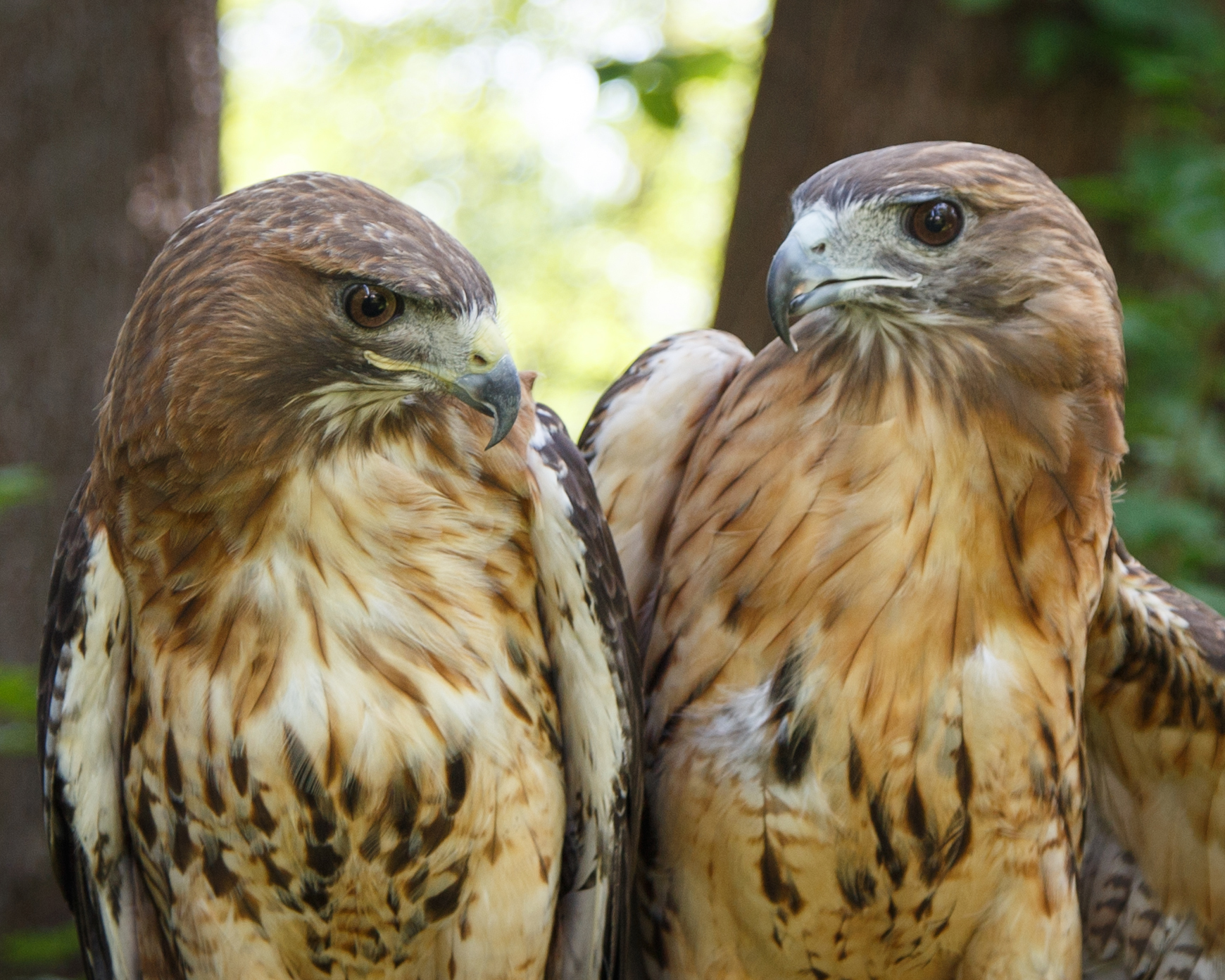 Red Tails, Horizon Wings' Red Tailed Hawk