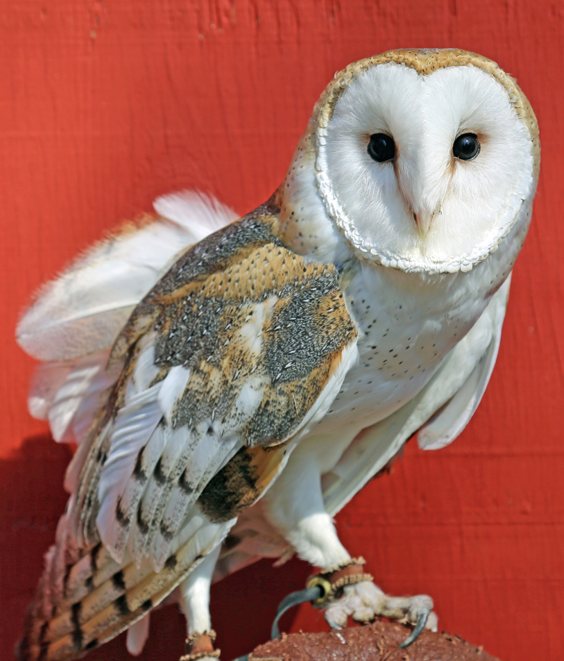 Tyton, Horizon Wings' Barn Owl