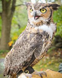 Oscar, Horizon Wings' Great Horned Owl
