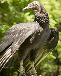 Stevie, Horizon Wings' Black Vulture