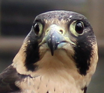 Athena, Horizon Wings' peregrine falcon.