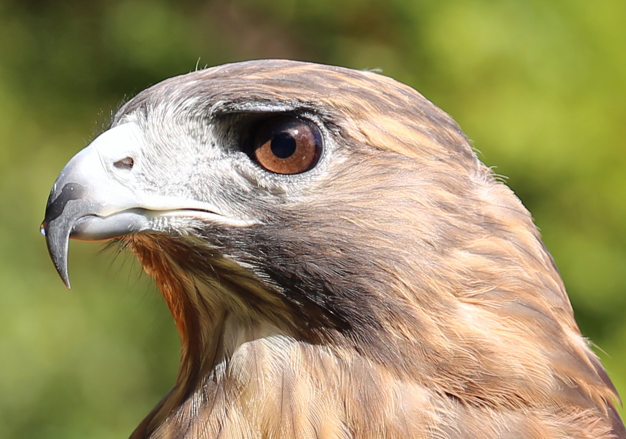 Dakota, Horizon Wings' red-tailed hawk.