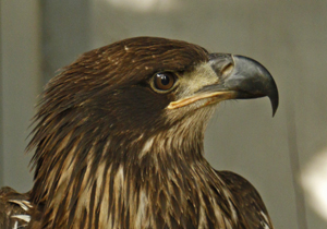 Hatch, Horizon Wings' bald eagle.