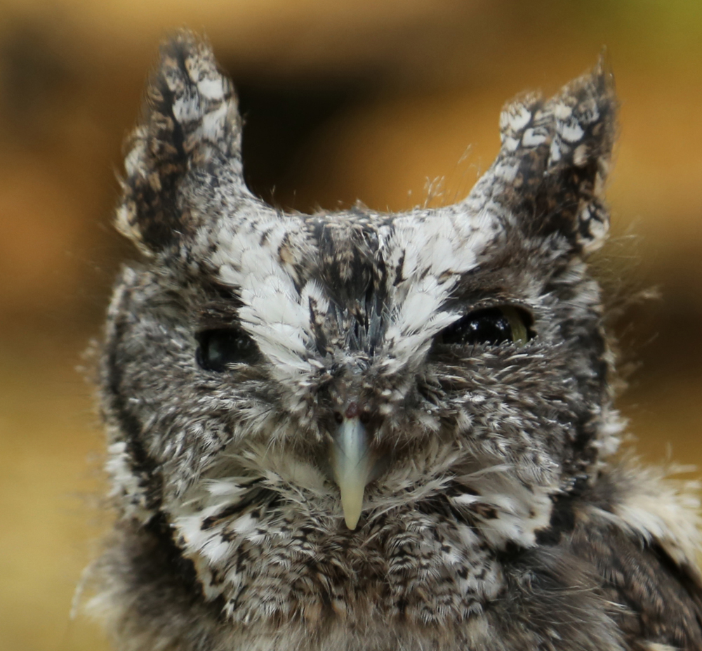 Asha, Horizon Wings' Barred Owl.