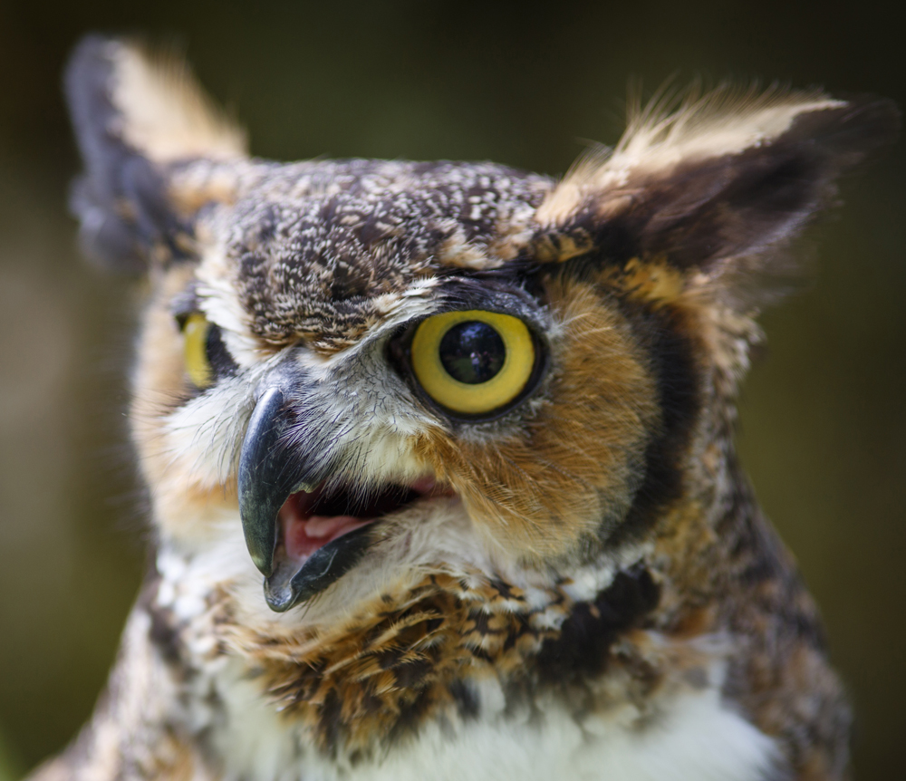 Oscar, Horizon Wings' great-horned owl.
