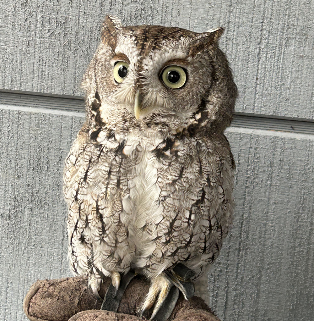 Sassafras, Horizon Wings' eastern screech owl.