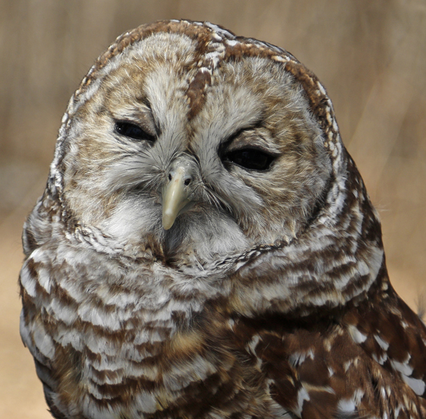 Silas, Barred Owl