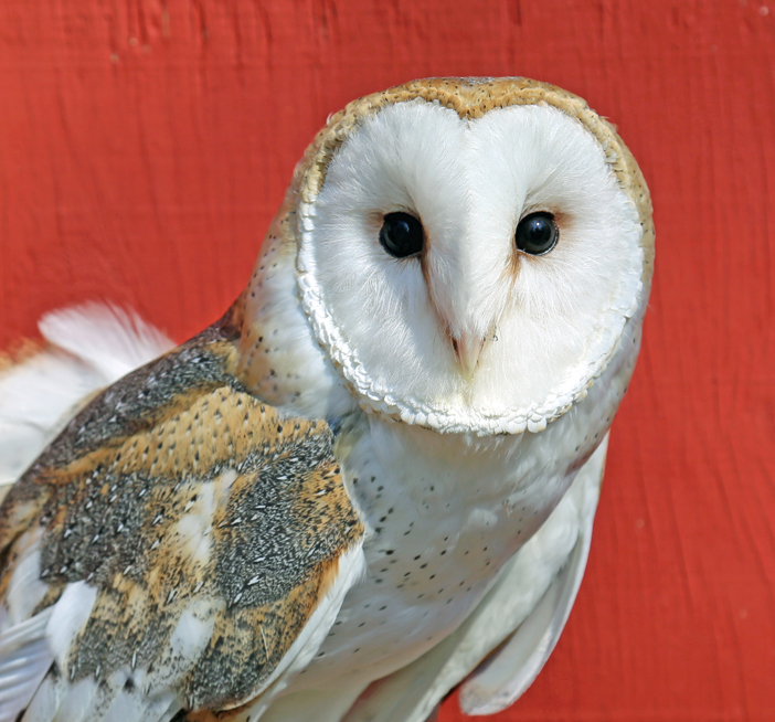 Asha, Horizon Wings' Barred Owl.