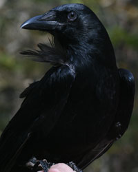 Corbin, Horizon Wings' Crow