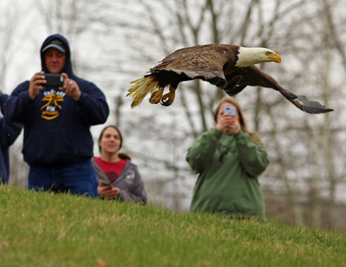 Eagle Release