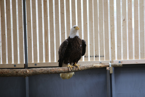 Rehab Peregrine