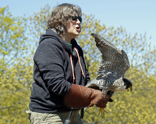 Peregrine Release