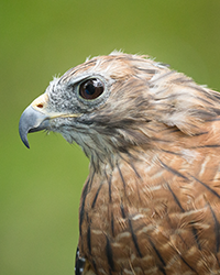 Cessna - Red Shoulder Hawk