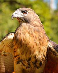 Dakota - Red Tailed Hawk