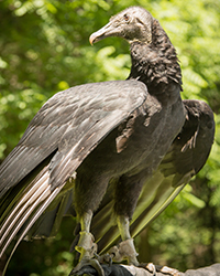 Stevie Ray - Black Vulture