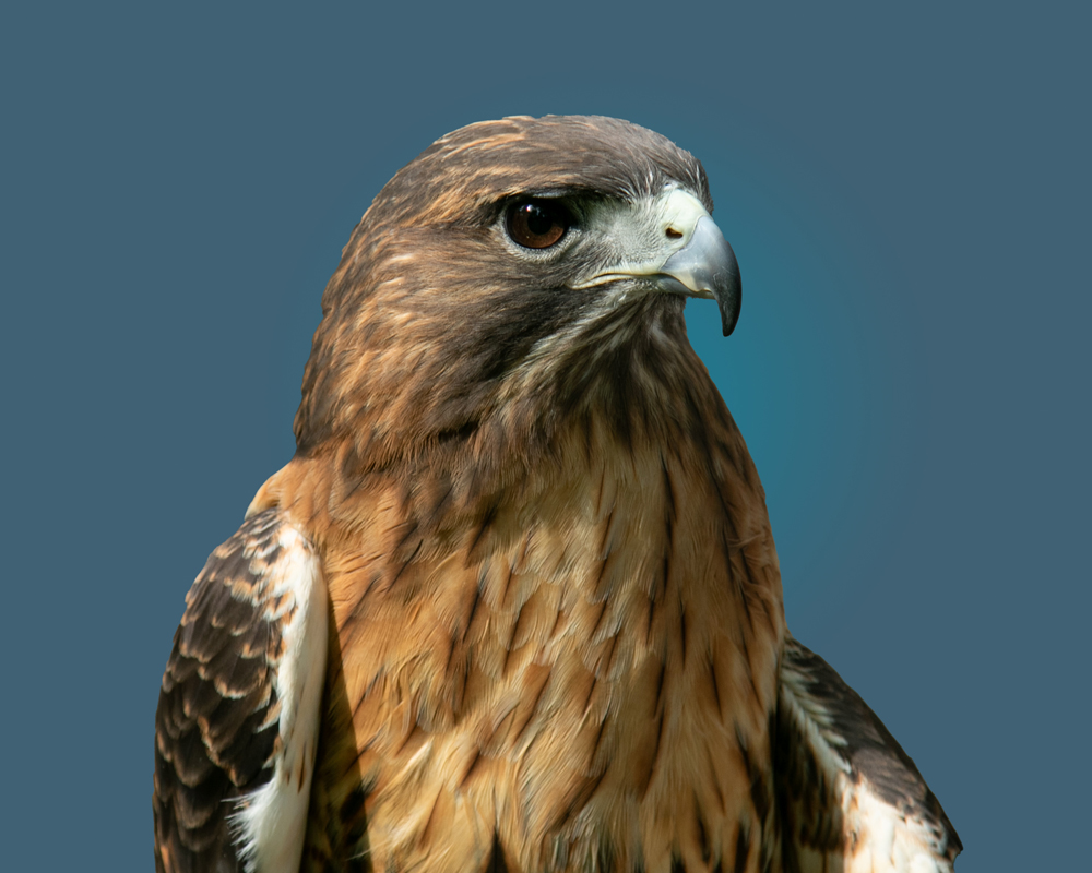 November calendar page