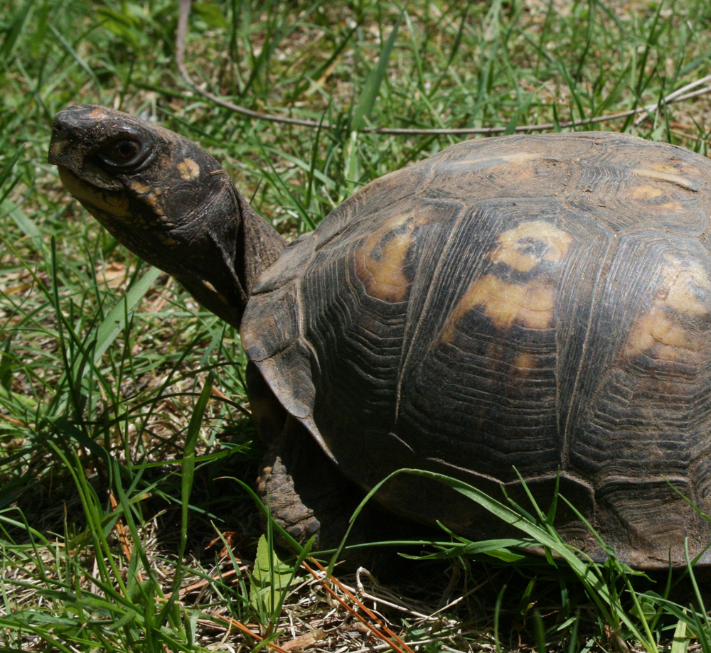 Beamer, Horizon Wings' Eastern Box Turtle