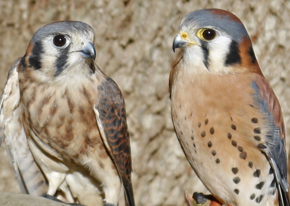 Kestrels, Horizon Wings' Kestrel