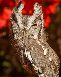 Jade, Horizon Wings' Grey Screech Owl