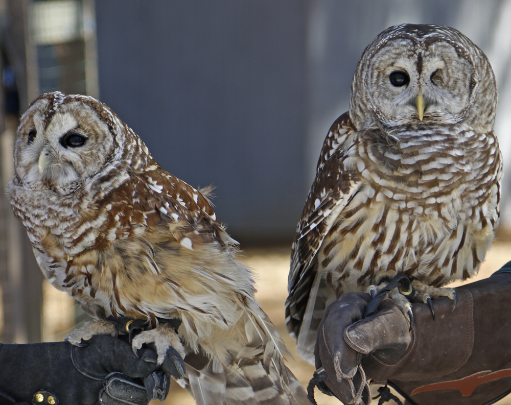 Asha, Horizon Wings' Barred Owl