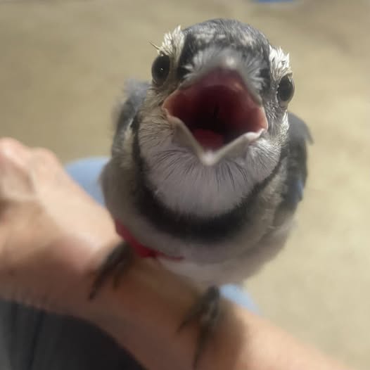 Weeble, Horizon Wings' Blue Jay