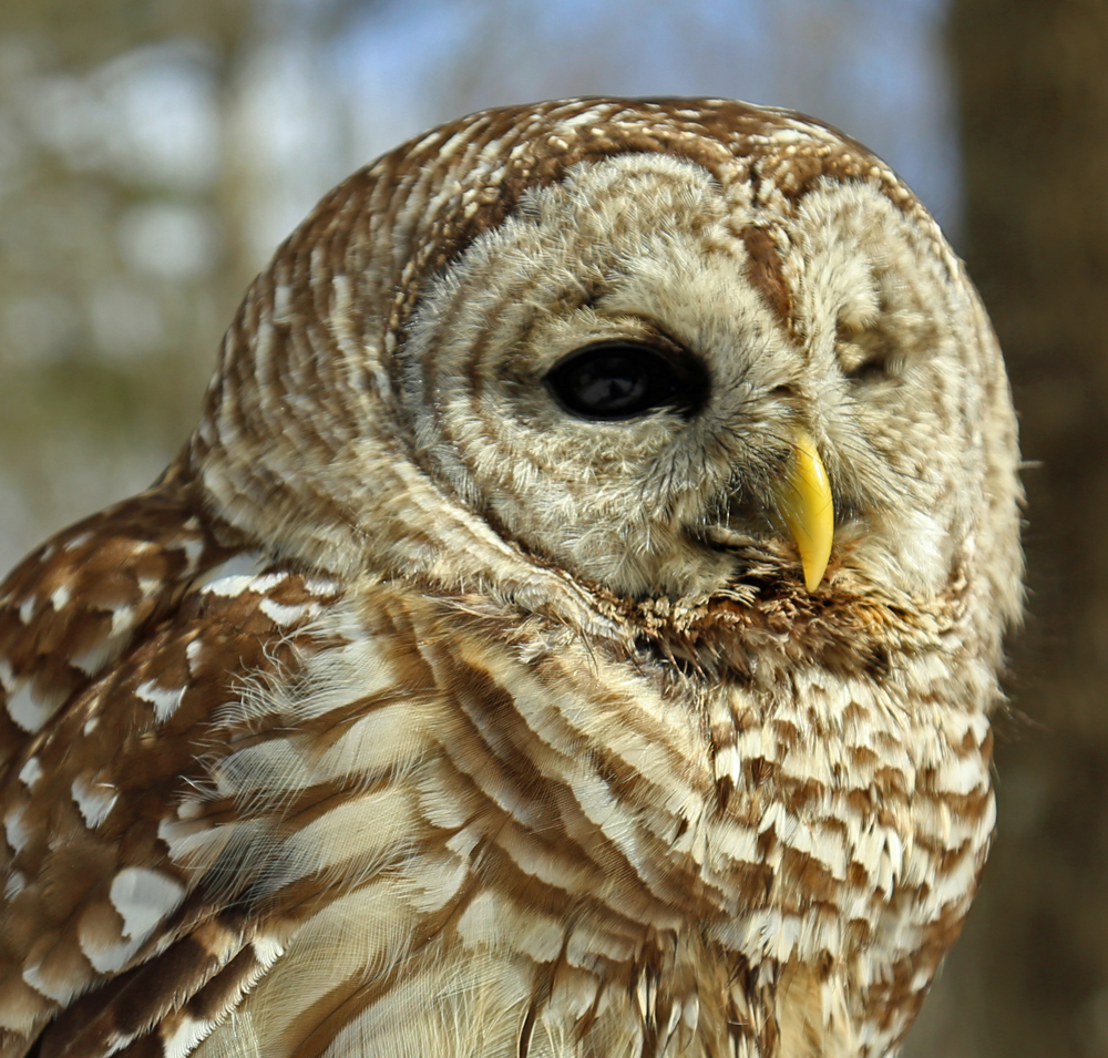 Asha, Horizon Wings' Barred Owl.