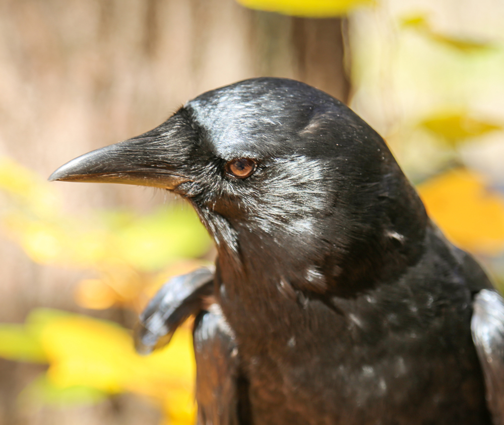 Corbin, American Crow