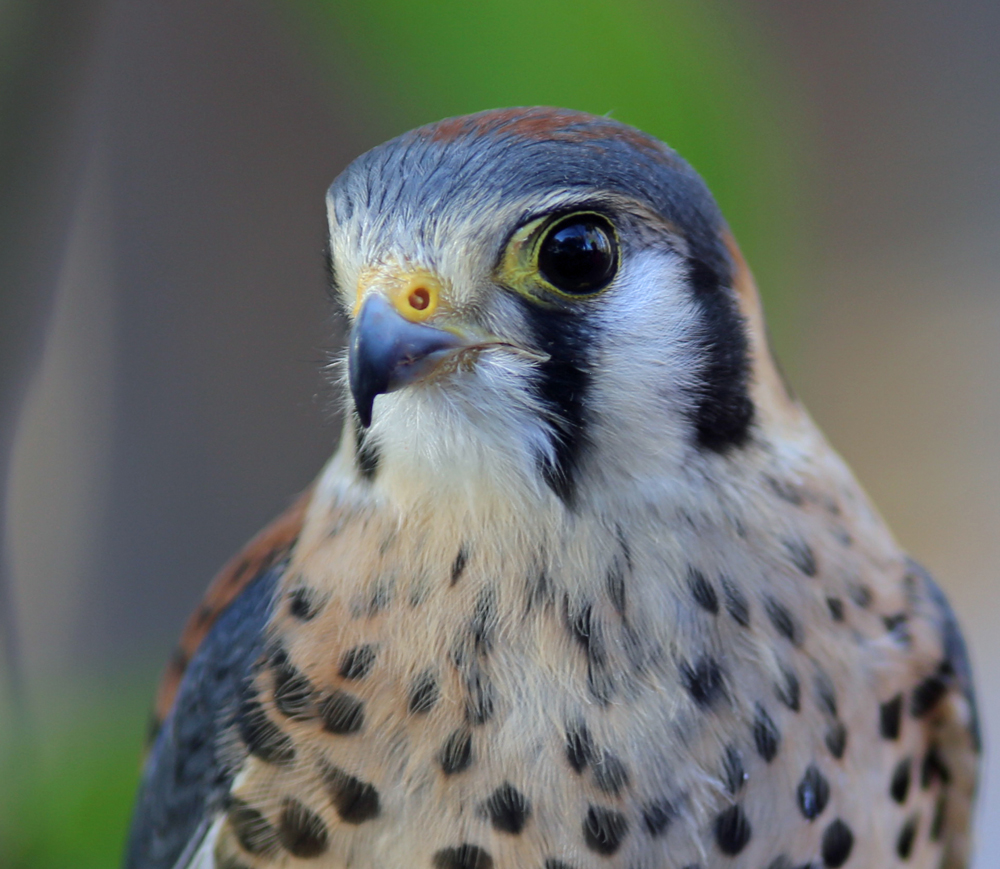 Athena, Horizon Wings' peregrine falcon.