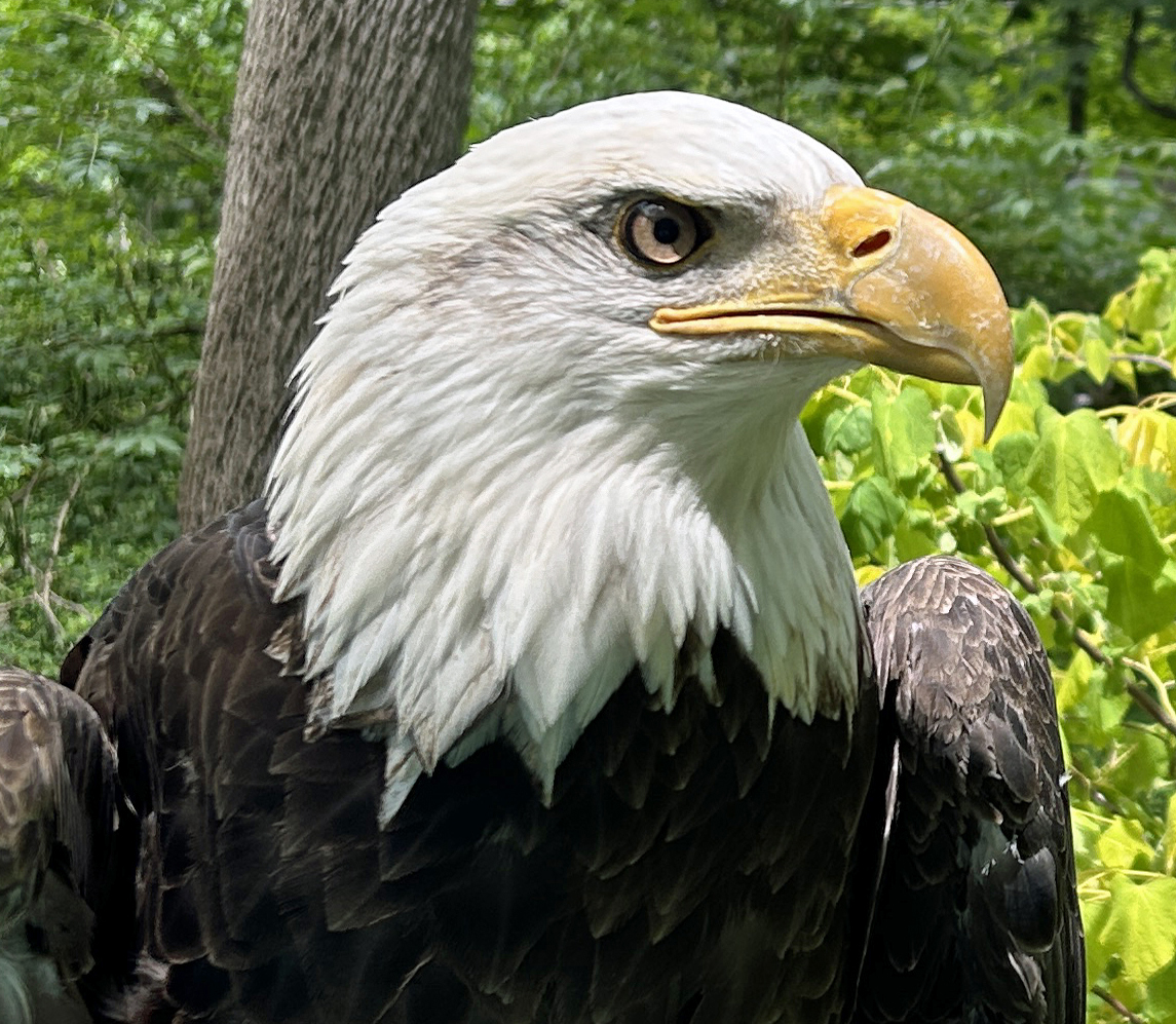 Hatch, Horizon Wings' Bald Eagle.