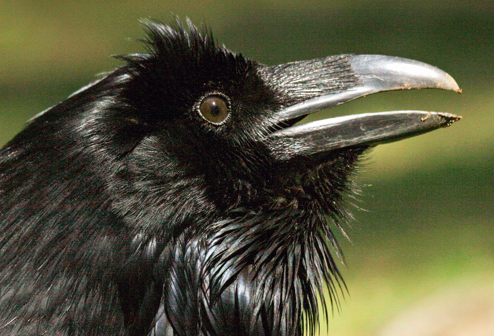 Julian, Horizon Wings' common raven.