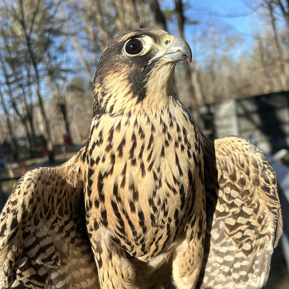 Noah, Horizon Wings' peregrine falcon.