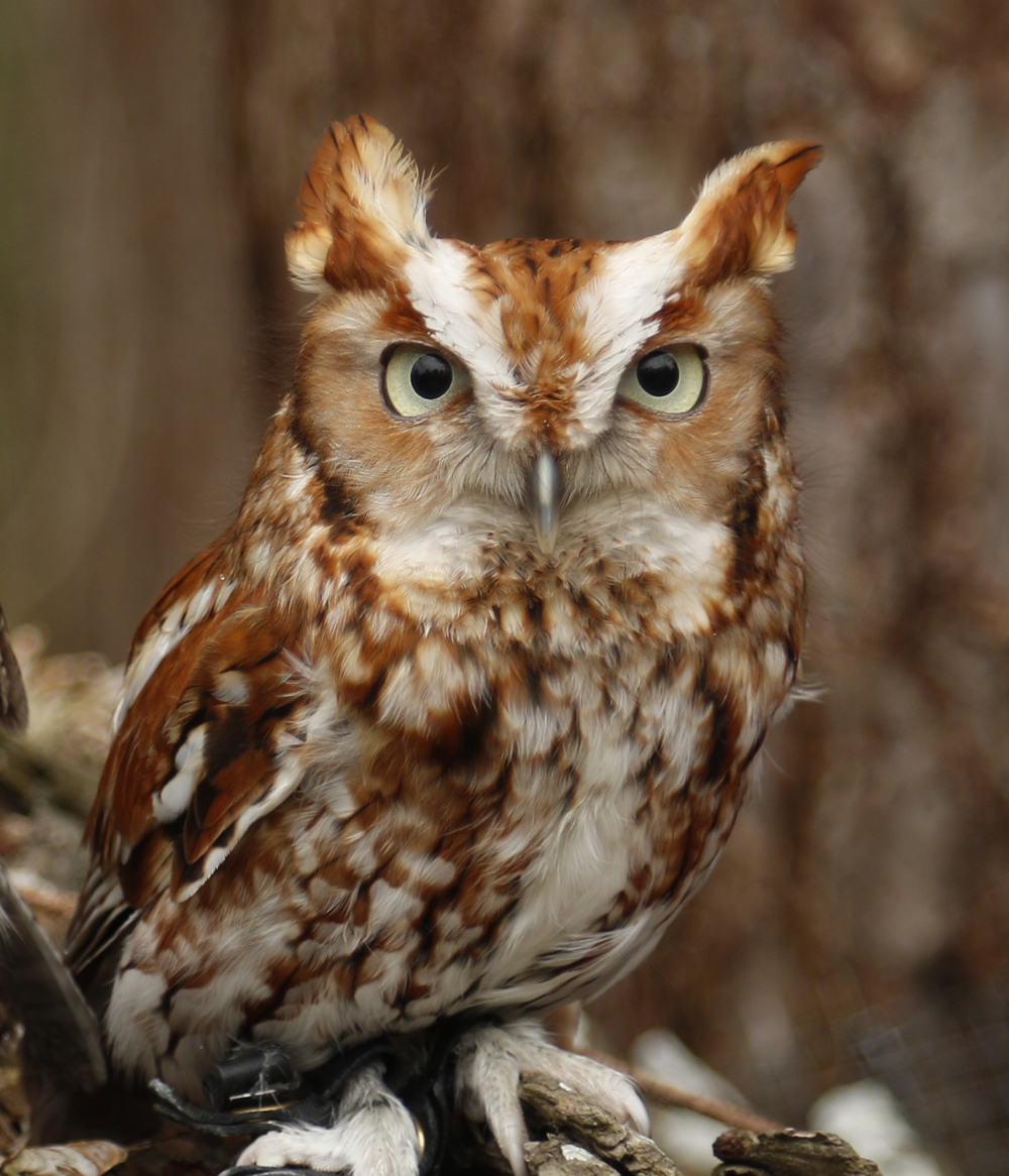 Oakley, Horizon Wings' screech.