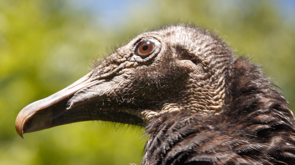 Stevie, Black Vulture