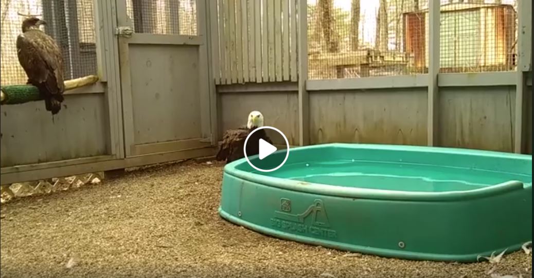 atka in pool